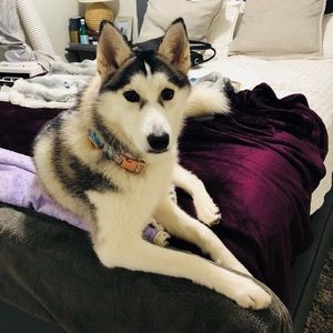 Meet your Posher, Elizabeth